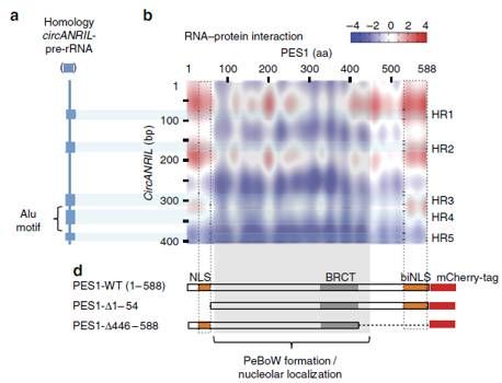 1523261281275714.jpg 4.jpg