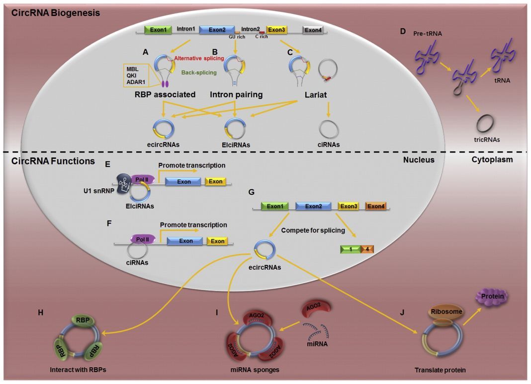 1523261435589184.jpg 1523261435589184.jpg