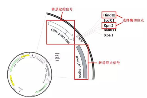 1530781571788855.png blob.png